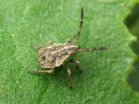 Stictopleurus