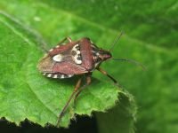 Codophila varia