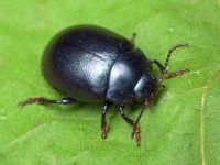 Chrysolina (Colaphosoma) sturmi polonica