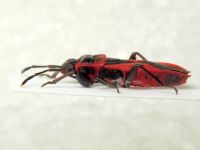 Scantius aegyptius