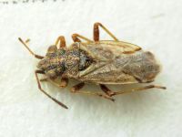 Nysius thymi