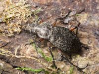 Carabus (Carabus) granulatus