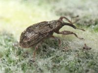 Anthonomus (Anthonomus) pomorum