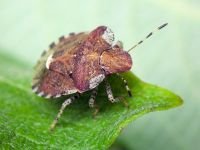 Dyroderes umbraculatus