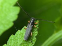 Phytoecia icterica