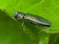 Agrilus (Agrilus) viridis viridis