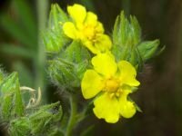 Potentilla recta
