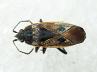Rhyparochromus pini