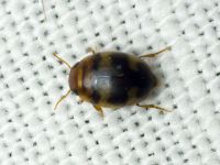 Hydrovatus cuspidatus