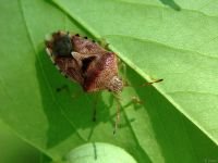 Elasmucha grisea