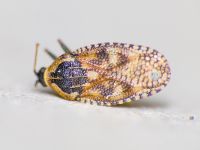 Dictyla echii