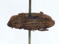 Dastarcus porosus