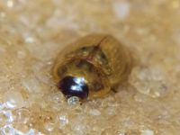 Hydrophilidae