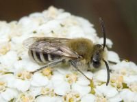 Hymenoptera