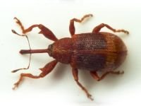 Anthonomus (Anthonomus) ulmi