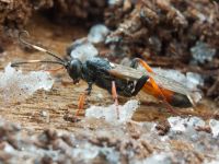 Ichneumon albiger