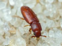 Palorus depressus