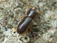 Xyleborinus saxesenii