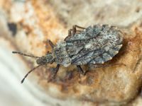 Aradus betulae