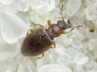 Cortinicara gibbosa