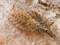 Aradus cinnamomeus