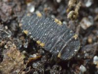 Endomychus coccineus