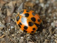 Harmonia axyridis