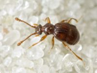 Brachygluta fossulata