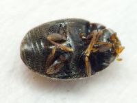 Scymniscus horioni