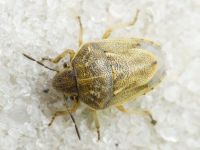 Neottiglossa leporina