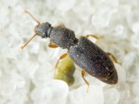 Monotoma brevicollis