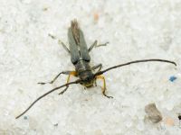 Phytoecia cylindrica