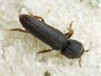Melasis buprestoides