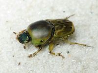 Euoniticellus fulvus