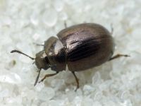 Neophaedon pyritosus