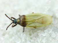 Catoplatus nigriceps