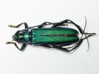 Aromia moschata