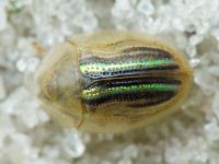 Cassida (Cassiduella) nobilis