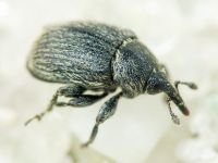 Rhinusa tetra