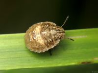 Eurygaster testudinaria