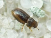 Orthocis lucasi