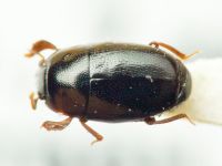 Paromalus flavicornis