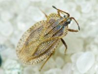 Tingis (Tropidocheila) reticulata