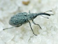 Squamapion elongatum