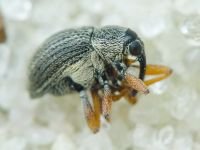 Exapion formaneki