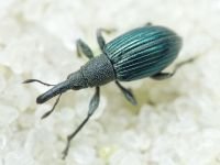 Aspidapion validum