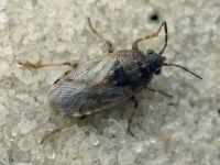 Platyplax salviae