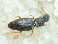 Monotoma brevicollis