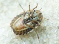 Menaccarus (Oploscelis) arenicola