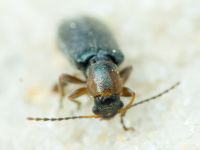 Orsodacne humeralis
